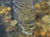 taimen in the water
