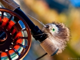henry-gilbey-mongolia-fly-fishing-2910.jpg