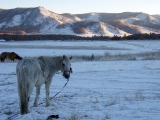 Mongolia fly fishing expeditions