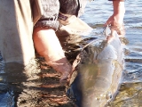 mongolia taimen on the fly