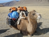 mongolia-camel-expedition