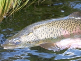 mongolian-lenok-trout