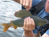 mongolia-grayling