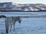 mongolian-horse